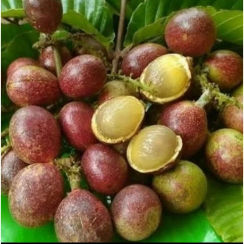 

Buah mantoa madu Papua fresh manis per l kg buah