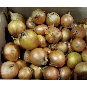 

Bawang Bombai