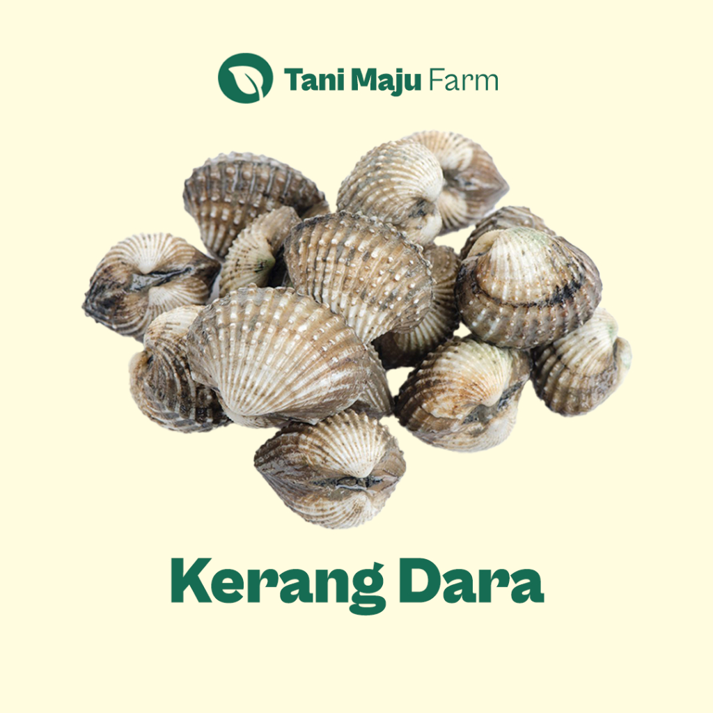 

Kerang Dara Kulit Kupas Fresh (500 gram) - INSTANT / SAMEDAY - Seafood