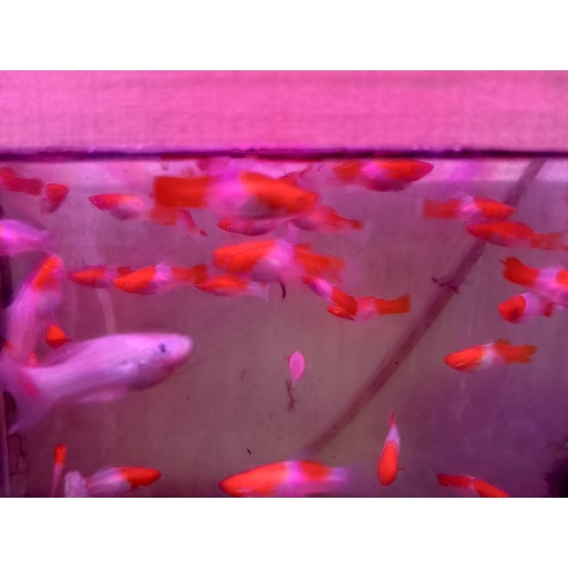 Kohaku Sinterclas Sinterklas Kohaku merah Putih