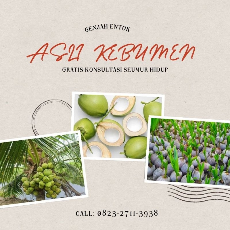 Bibit Kelapa Entok, Bibit Kelapa Entok Genjah, Bibit Kelapa Entok Super