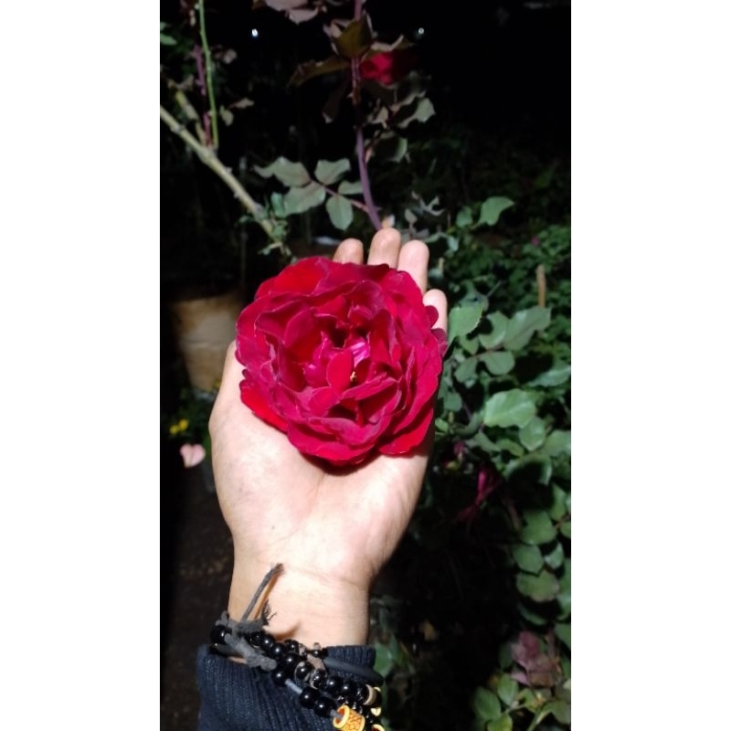 tanaman hias mawar merah donjuan 10kg