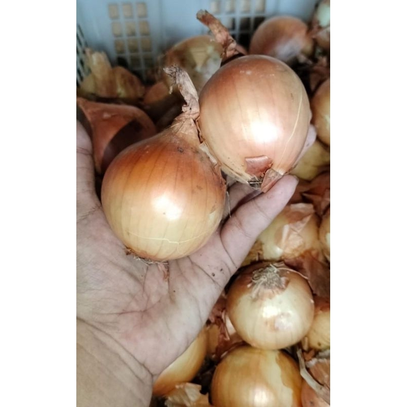 

umbi bawang bombay ,bombai 1kg
