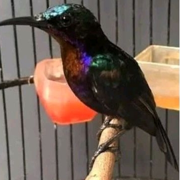 king konin trotolan jantan  gacoran full set+ kandang