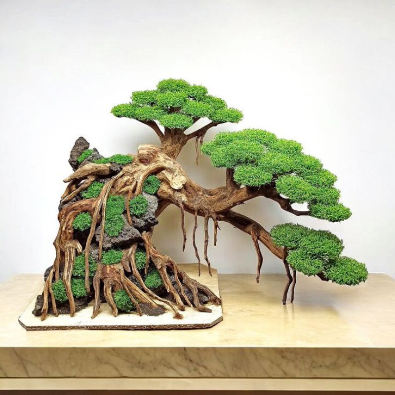 TANAMAN BONSAI HIDUP/HIASAN BONSAI AKUARIUM/Tanaman Bonsai air
