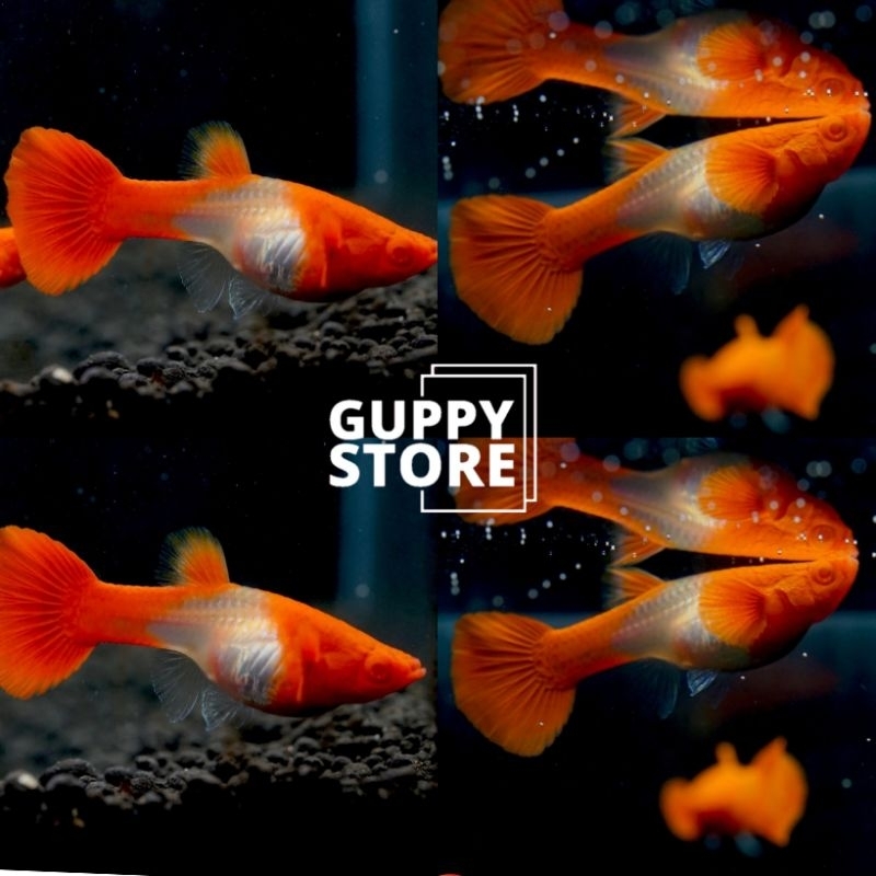 

EXTRA KARDUS ALBIN0 KO1 GEN R€D EAR