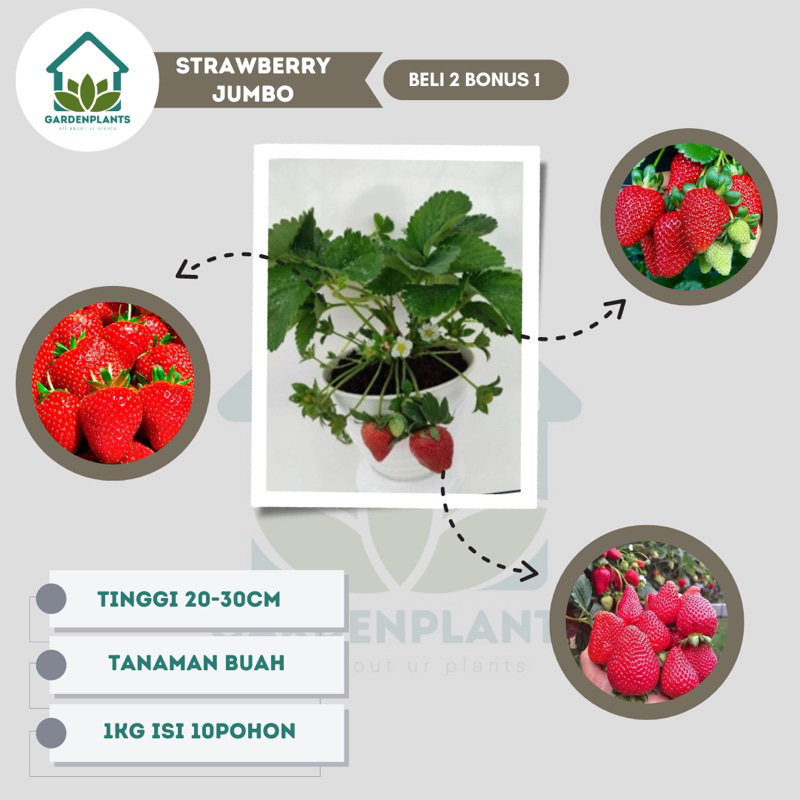 Bibit Strawberry Jumbo Australia Anakan