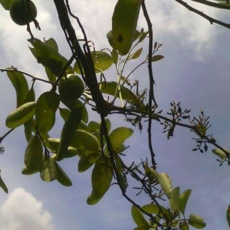 

akar benalu jeruk nipis 250g