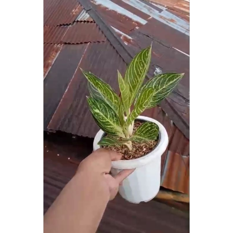 tanaman hias aglaonema aglonema pos white pride of Sumatra white