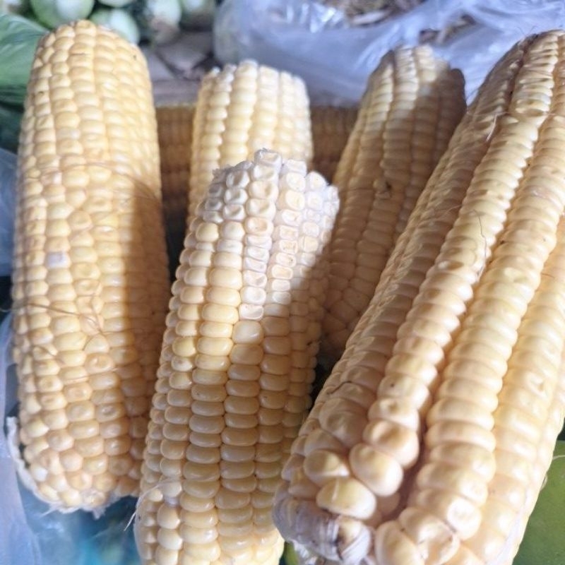 

jagung sayuran