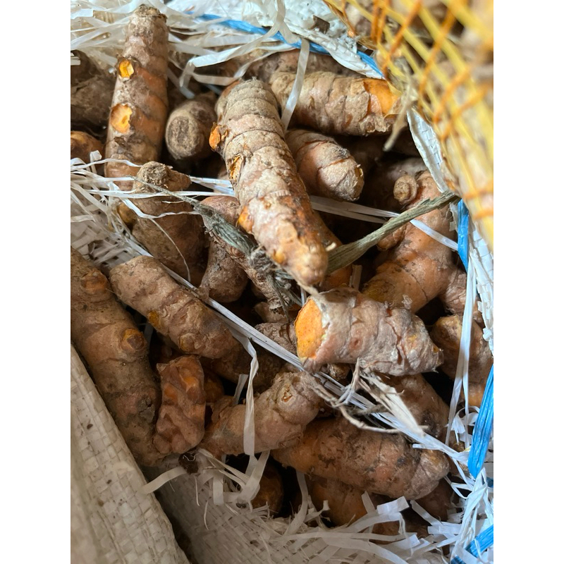 

kunyit fresh 1 kg