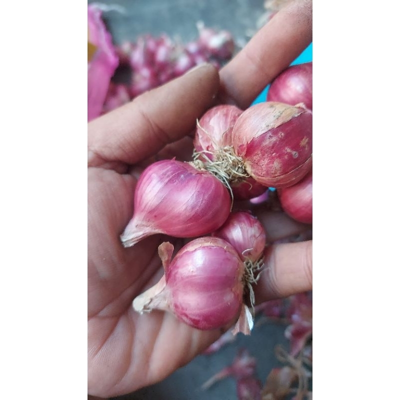 

BAWANG MERAH SEDANG 1 KG MURAH