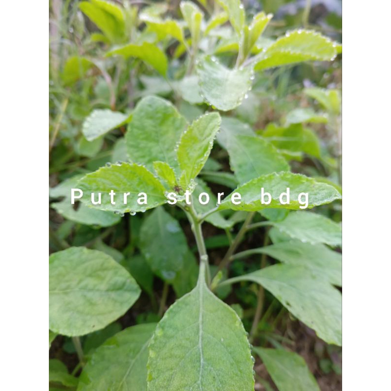 

Daun dewa segar kaya manfaat - 200 gram