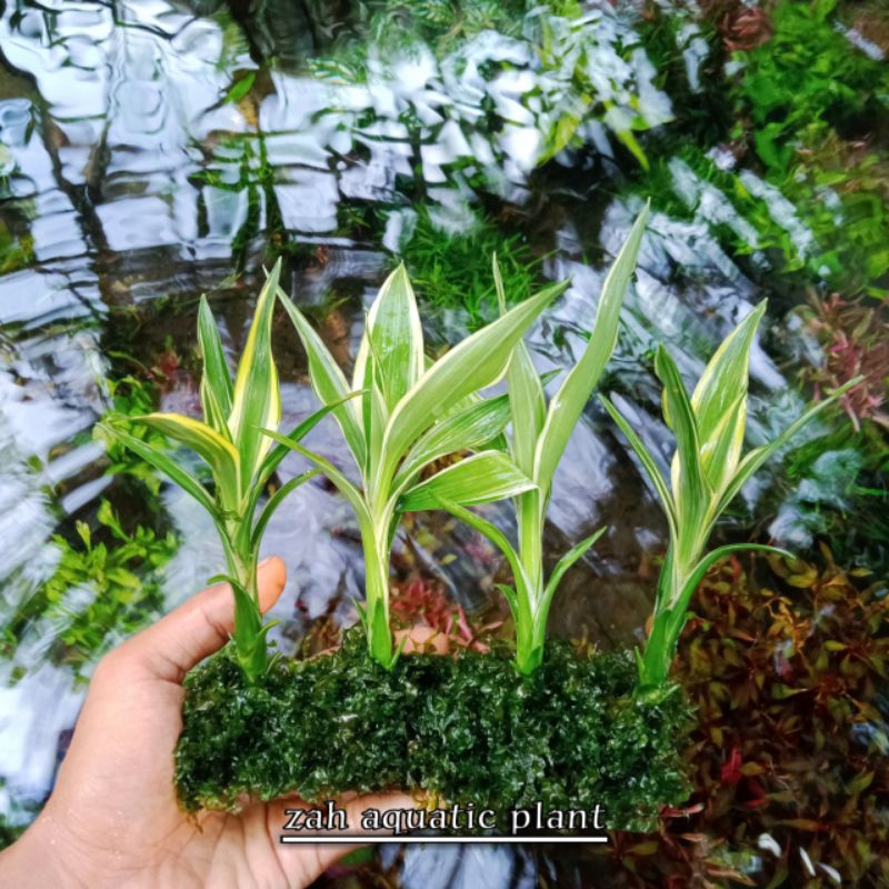 Rumah Udang Hias Aquascape/tempat sembunyi udang hias Shrimp Blue,Black Coco,Rcs,Blodymarry