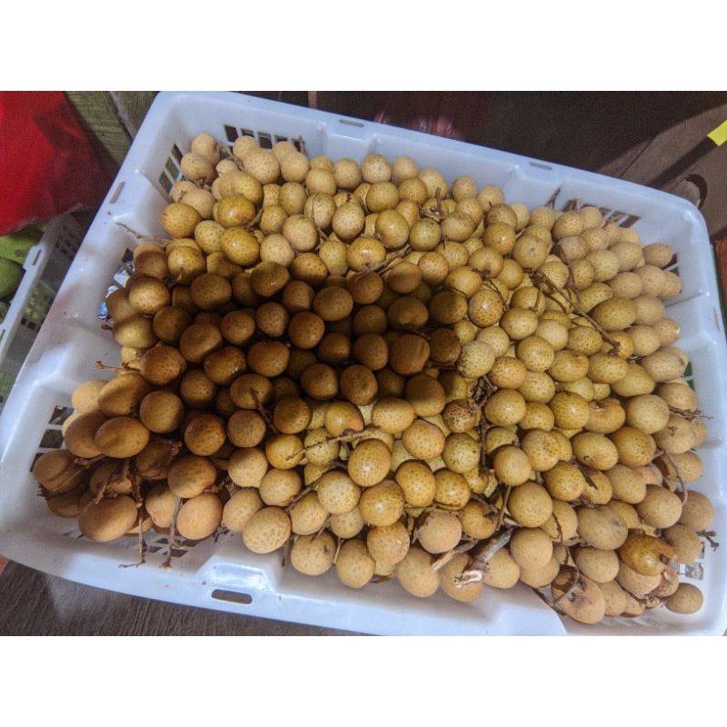 

KLENGKENG THAILAND FRESS 1KG