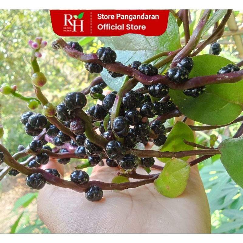 

Buah Angkung Segar Isi 400 biji + 20 biji Bonus Obat Stroke