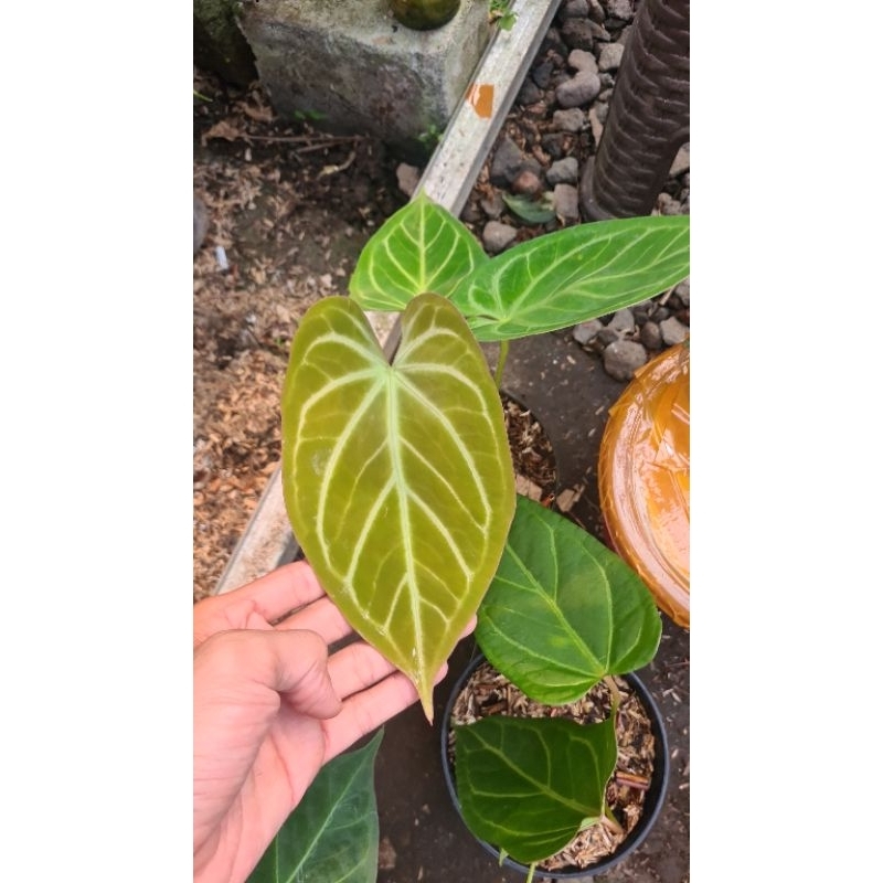 anthurium hu golden murasi