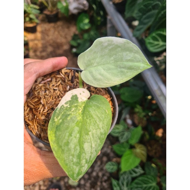 scindapsus silver cloud