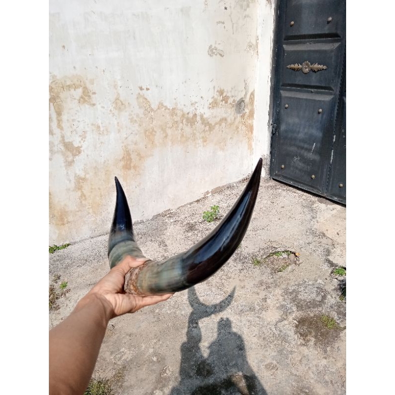 tanduk sapi
