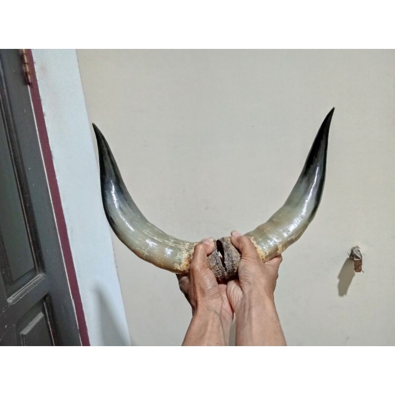 tanduk sapi
