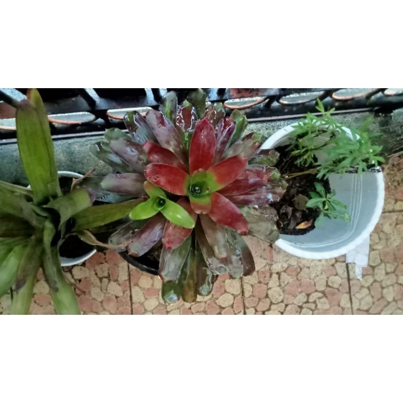 Bromelia mawar