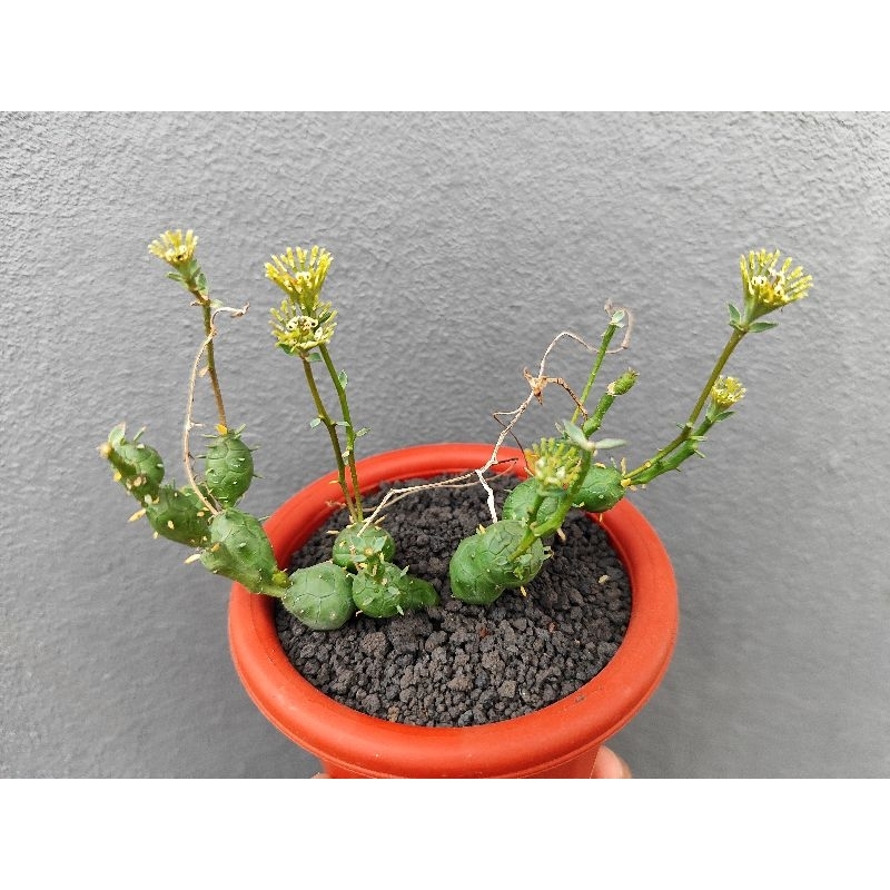 euphorbia globosa