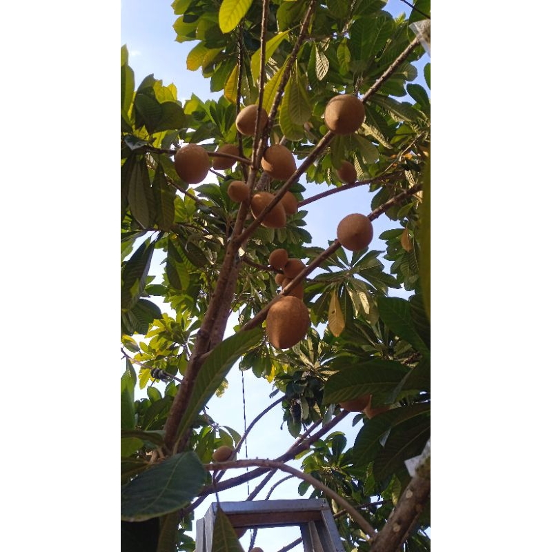 Fresh Cangkok Mamey Sapote Magana