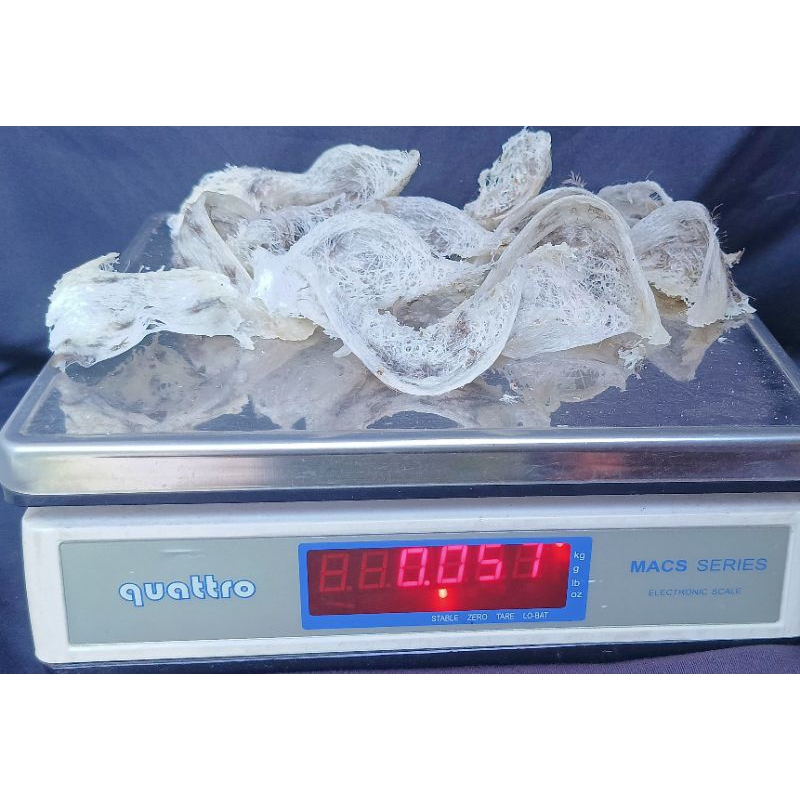 

sarang walet asli 100%