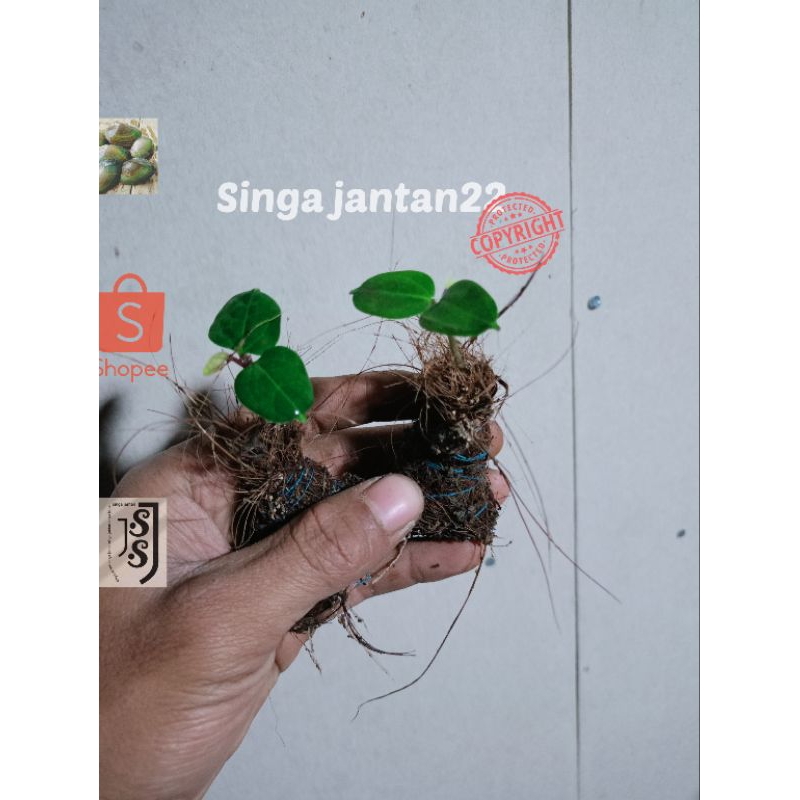 

Bibit Kemukus unggul siap tanam hasil semai biji