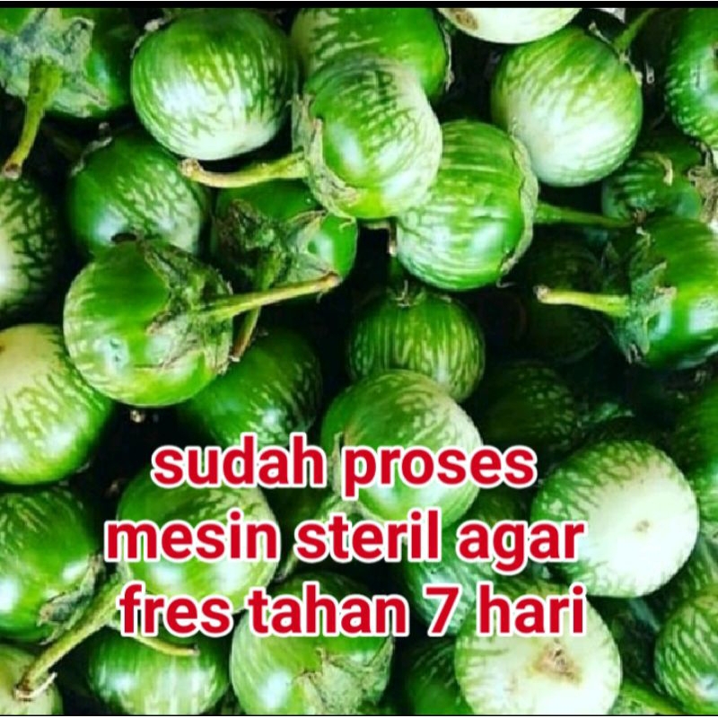 

terong sayur 500 g
