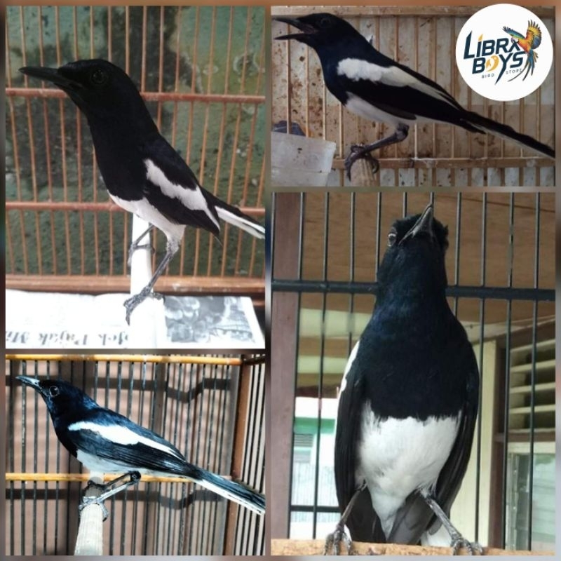 KACER PONTIANAK KALIMANTAN DADA PUTIH Jantan Prospek Sudah Ngevoer Total Pilihan Grade A+