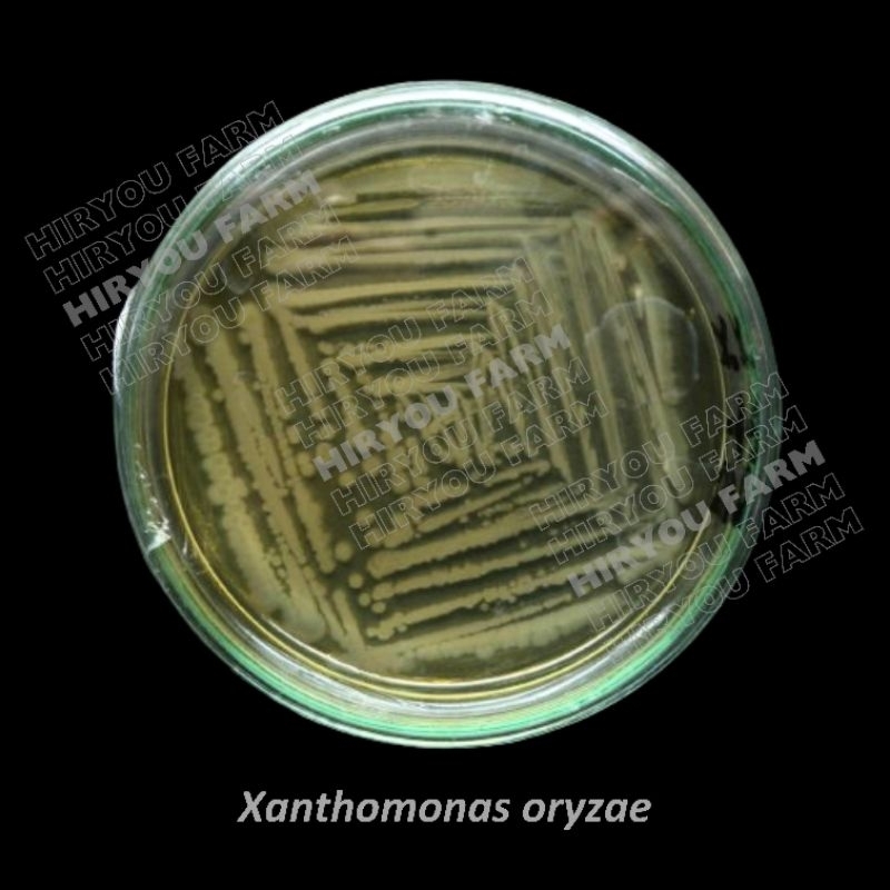 isolate xanthomonas oryzae