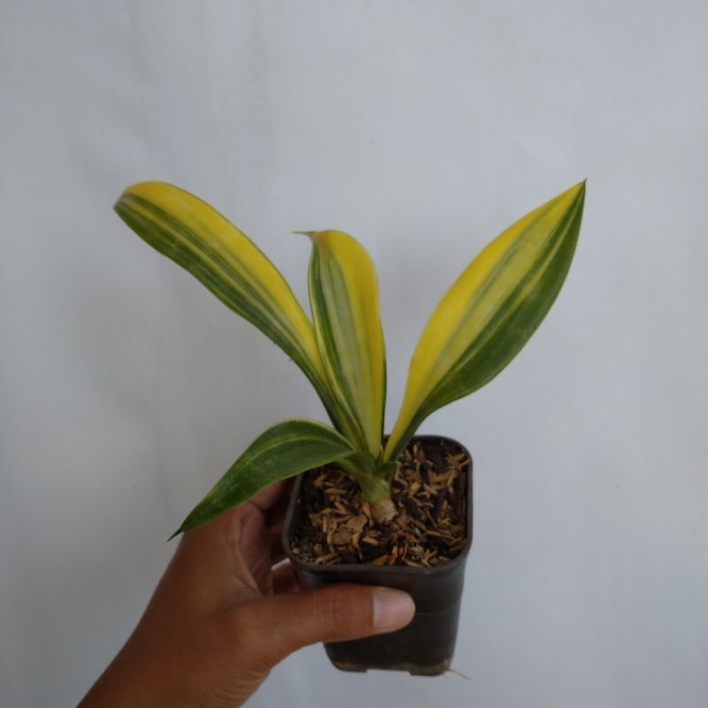 sansevieria doonerii variegata