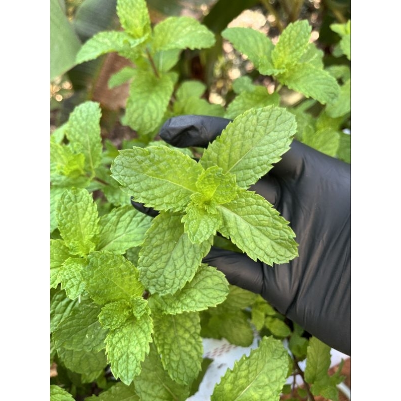 

DAUN MINT SEGAR FRESH MINT LEAVES