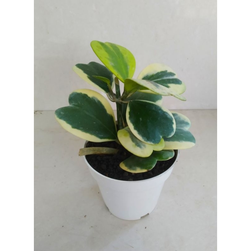 Tanaman hias Hoya kerri variagata rimbun/Hoya love variagata indukan cluster