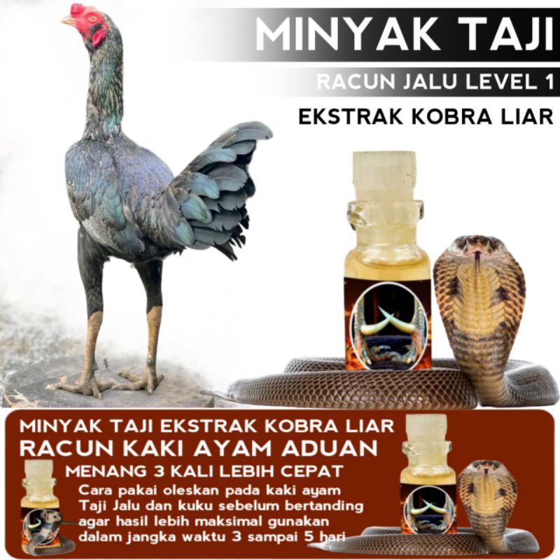 Racun Jalu minyak taji oles kaki ayam Bangkok Aduan