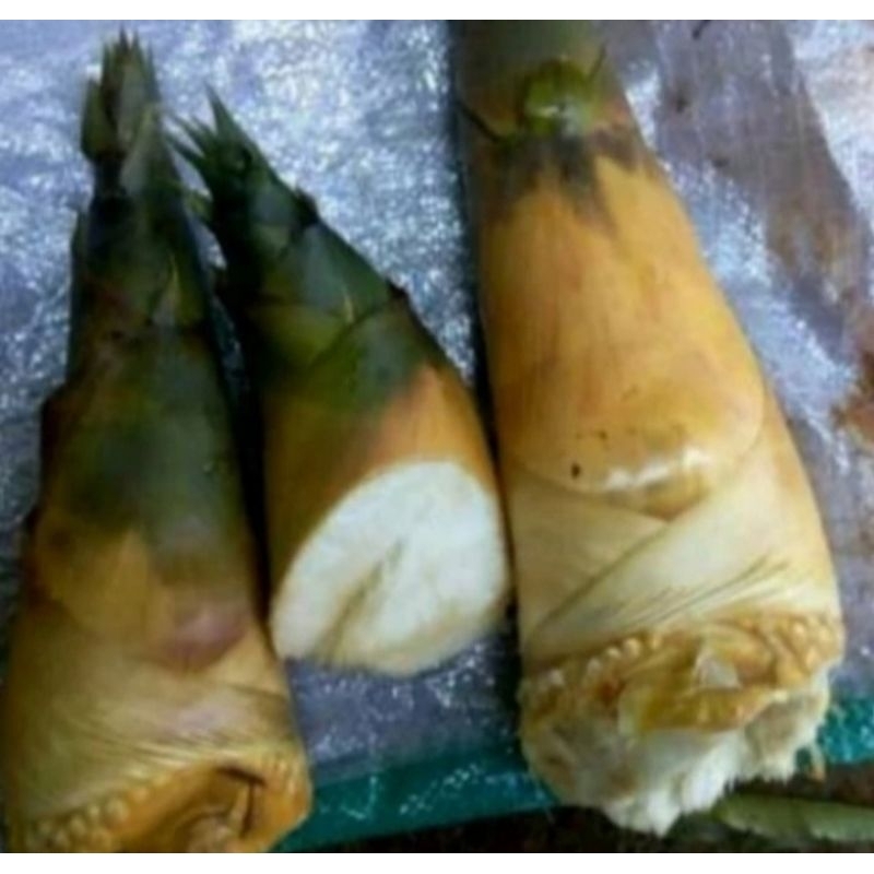 

rebung bambu kuning