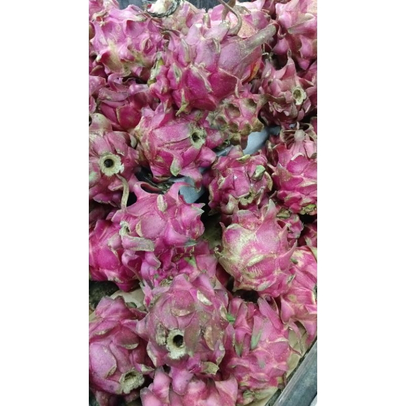 

Buah Naga Merah Bijian - Toko Buah Darto Jaya