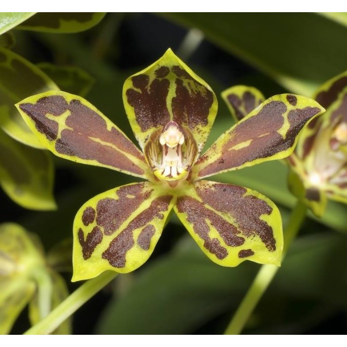 Anggrek Gramma Grammatophyllum Scriptum Anggrek Macan