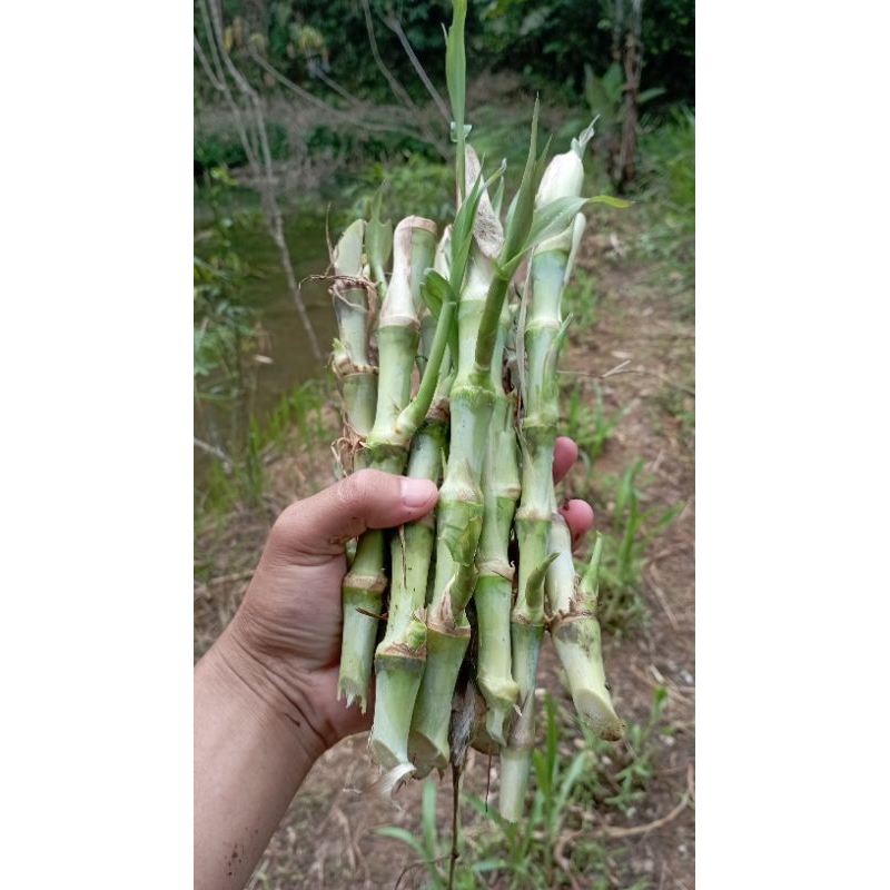 bibit odot