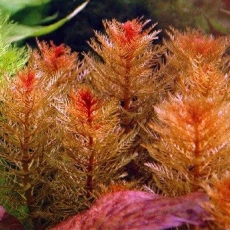 Tanaman Aquascape Myriophyllum Red/ ekor tupai merah aquarium