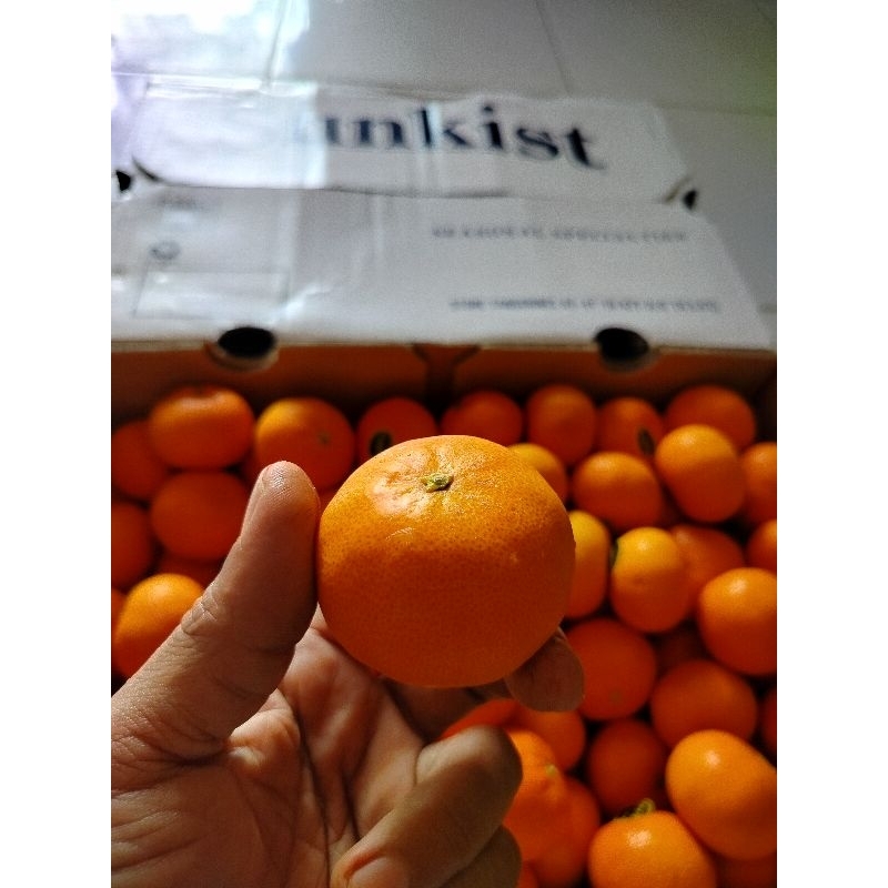 

buah jeruk afourer /kg