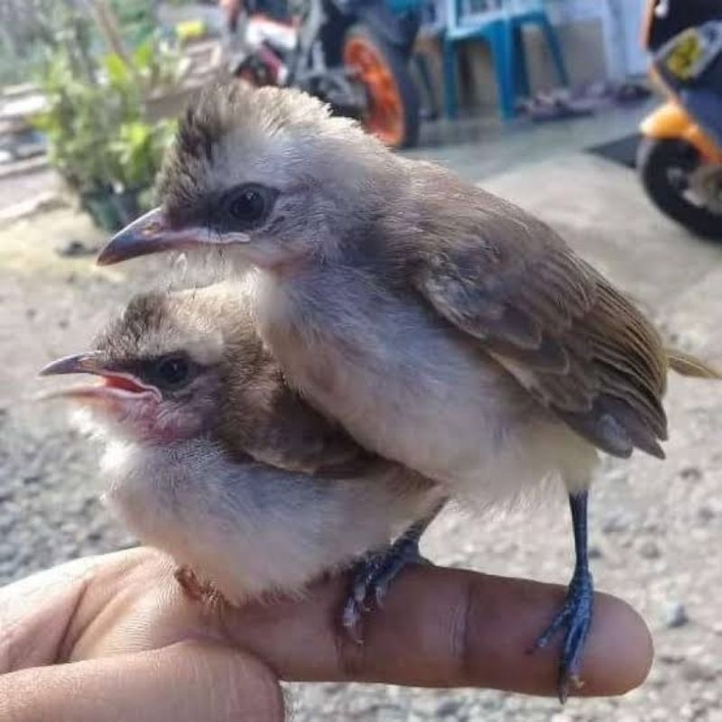 anakan lolohan burung trucuk pilihan