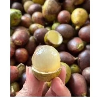 

Buah Matoa perpaduan 3 rasa fresh petik 1kg