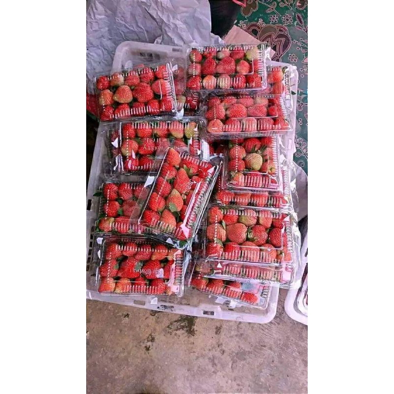 

Buah Strawberry lokal segar 1 pack