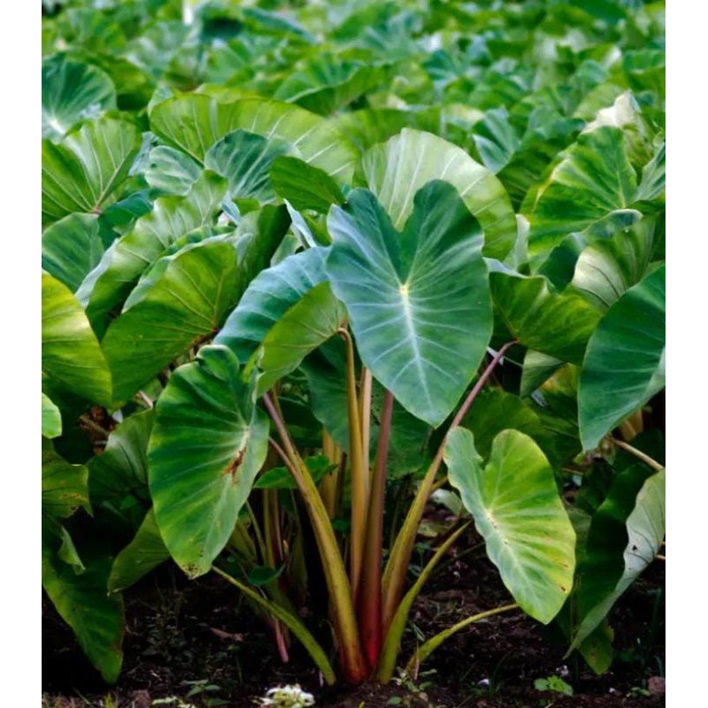 

Batang Dan Daun Talas Sayur Lompong 500 Gram Segar Obat Herbal Tradisional Termurah