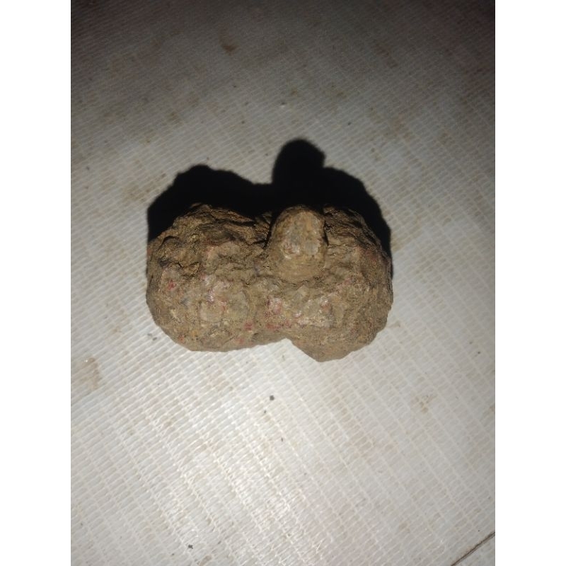 

f0s1l buah mengkudu