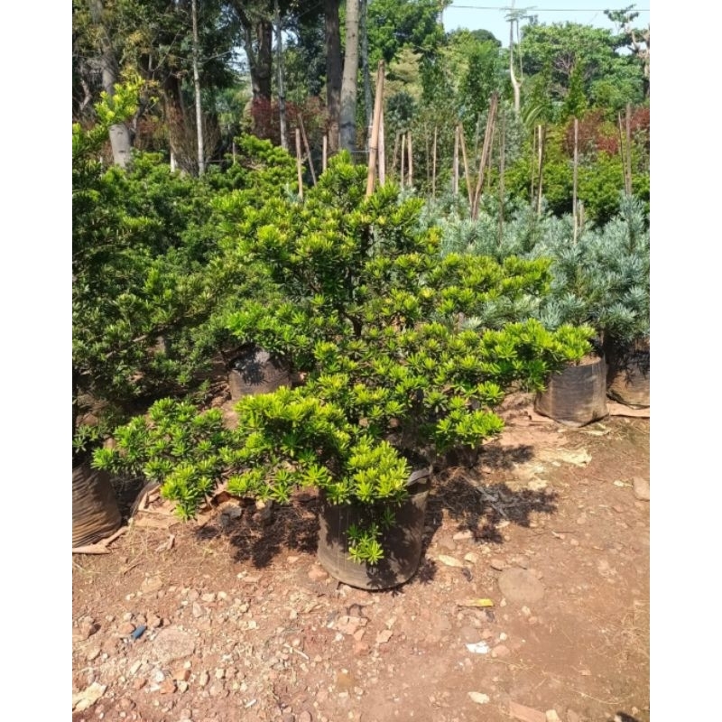 Lohansung cincuan tinggi 100-120cm - bibit bonsai lohansung