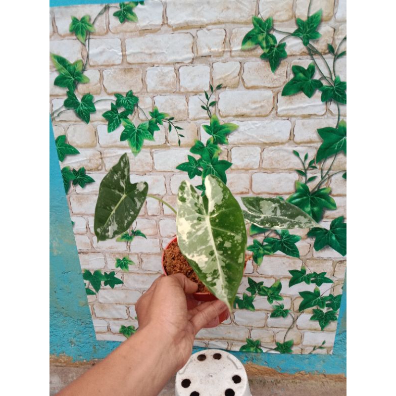 alocasia frydek variegata