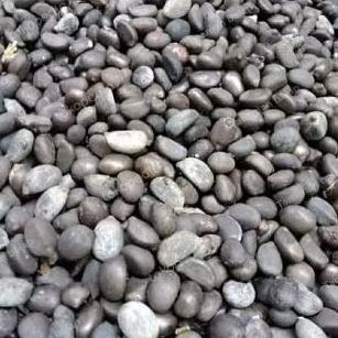 

Biji aren genjah kutim asli !!!